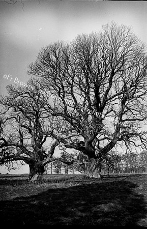 EARLY RECORDS OF FORESTRY WORK OLD TREES BRFORE FELLING IN FRONT OF HOUSE